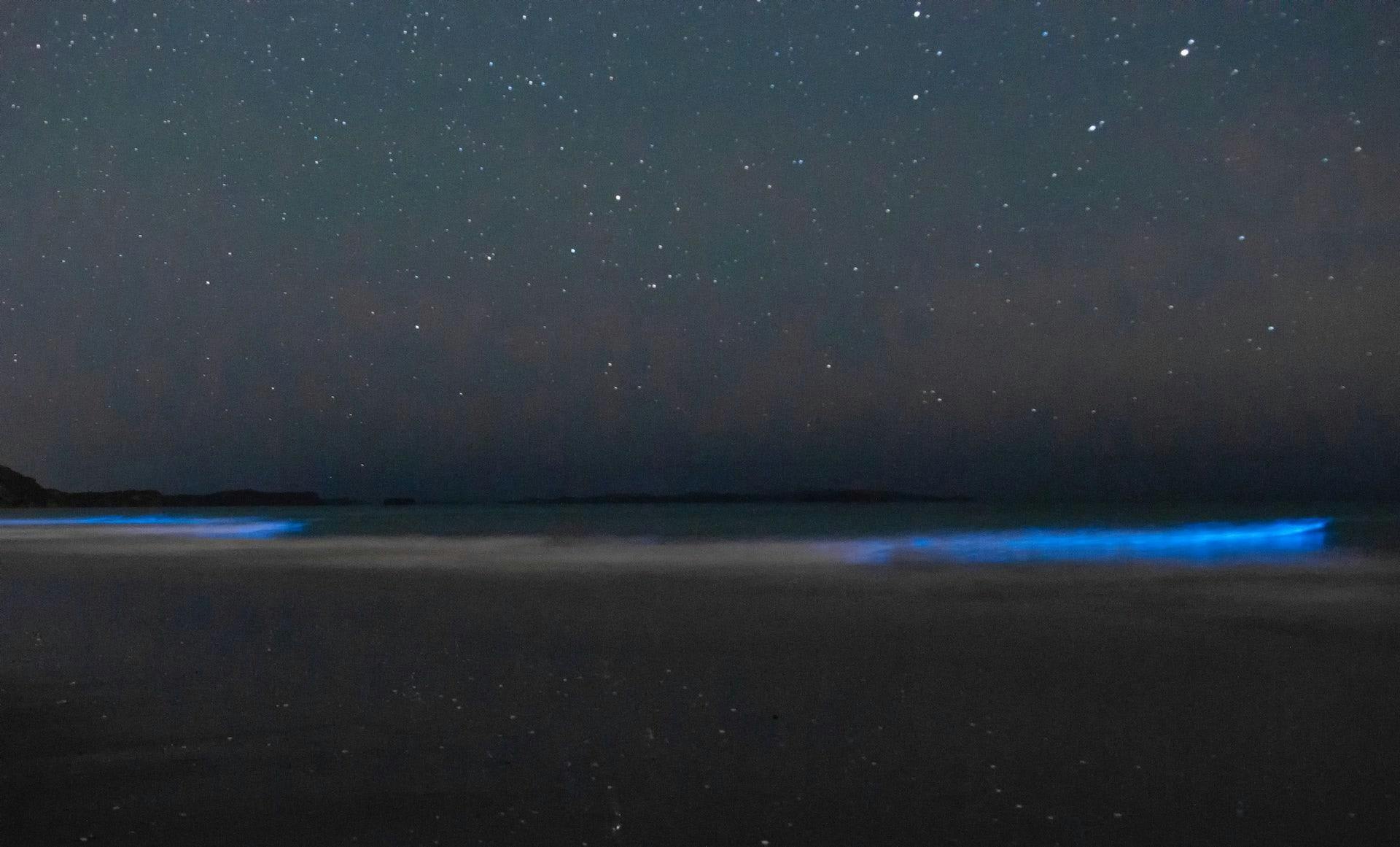 Bioluminescent plankton, Orewa