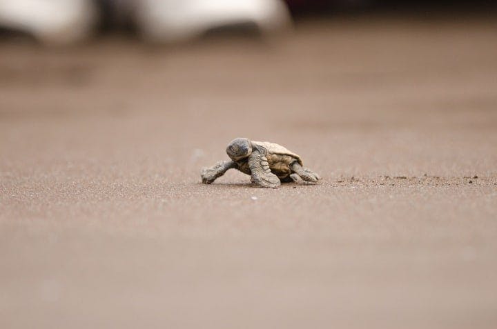 Baby Olive Ridley sea turtle