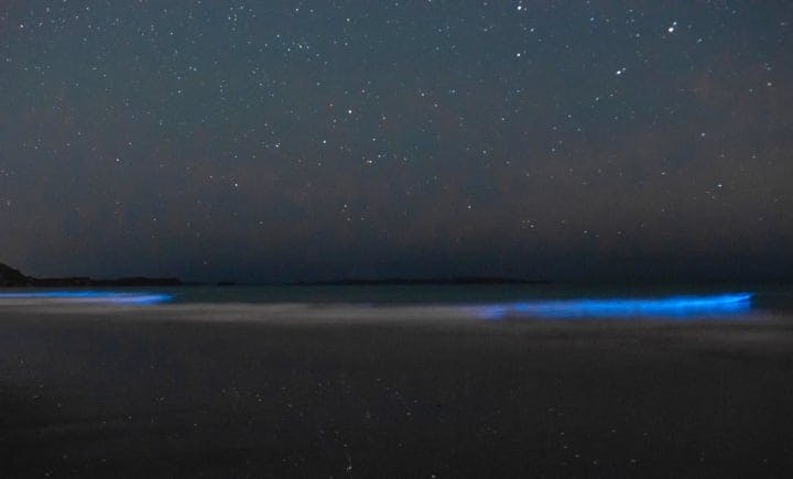 Bioluminescent plankton, Orewa