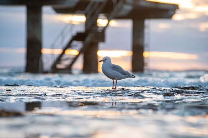 This little seagull was watching sunrise just like i was
