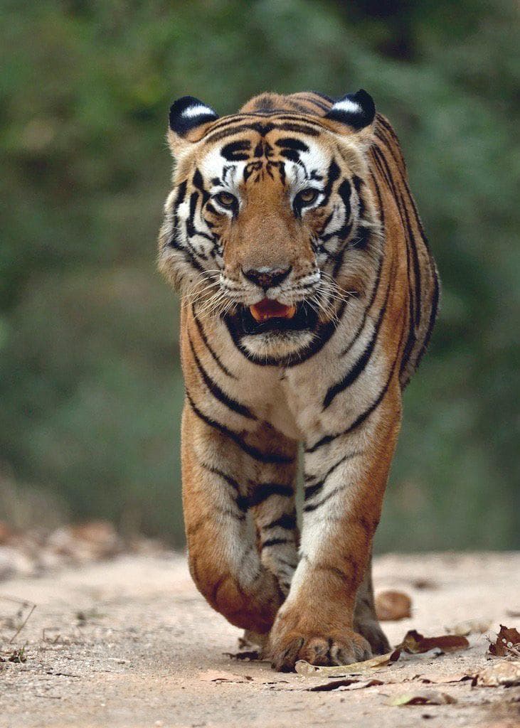 Munna