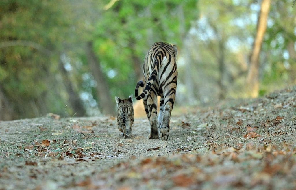 Tigress and cub