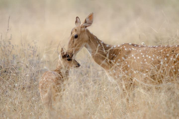 Mother's love