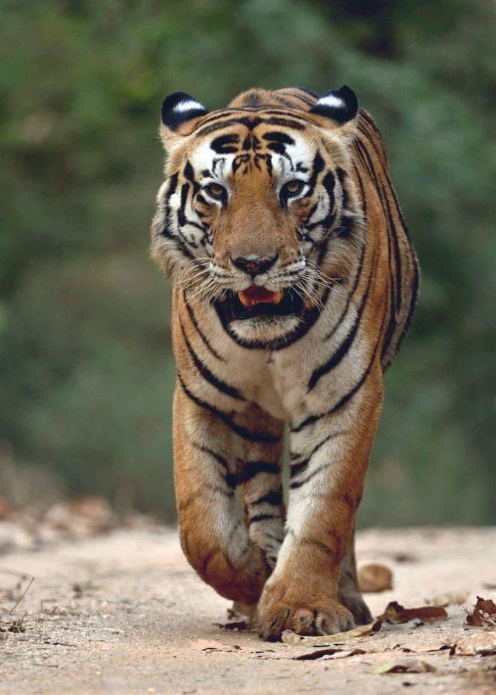 Munna