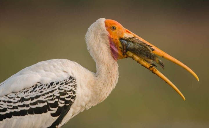 Painted stork, Bhigwan