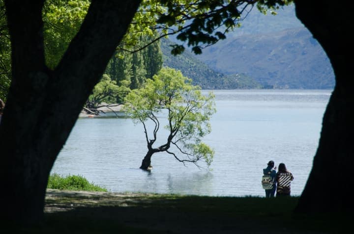 The iconic wanaka tree